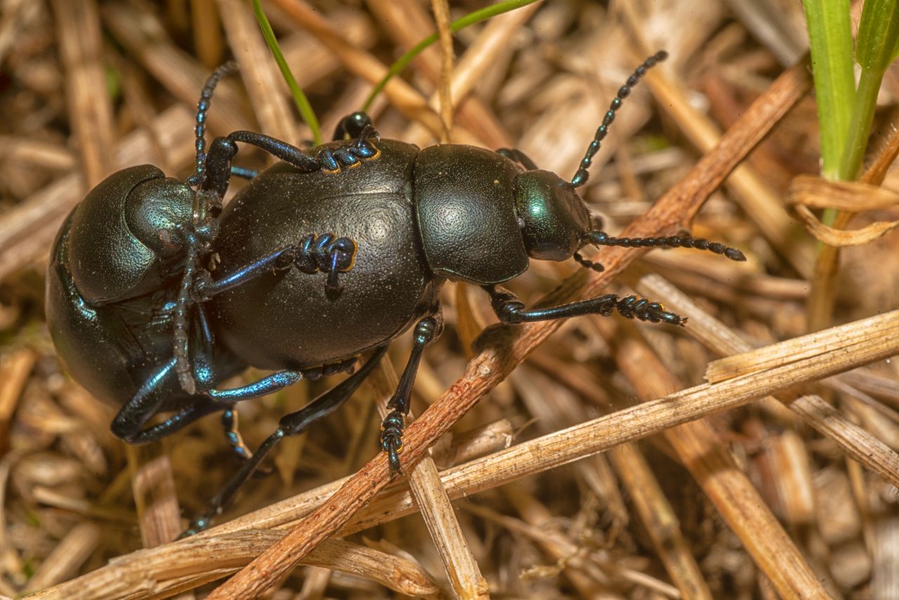La Timarcha tenebricosa: il curioso “scarabeo blu” e i suoi rituali d’amore